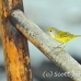 warbler_yellow_san_h_0043_ecu2239.jpg
